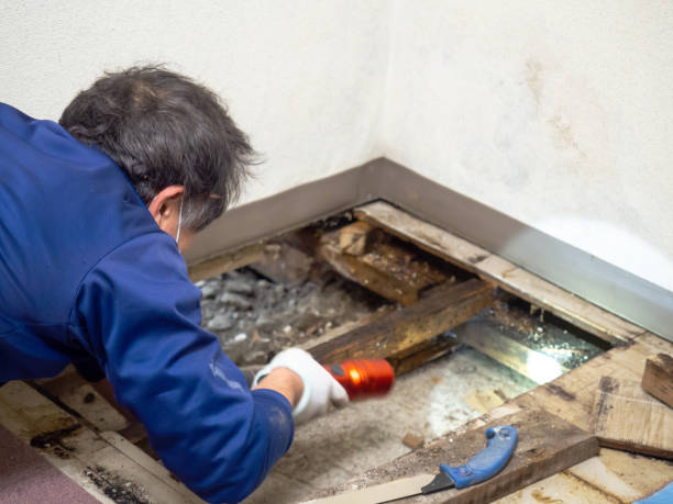 Best Mold Damage Repair  in Valencia West, AZ