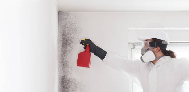Best Attic Mold Removal  in Valencia West, AZ