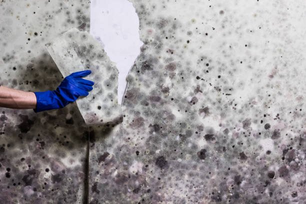 Best Commercial Mold Removal  in Valencia West, AZ